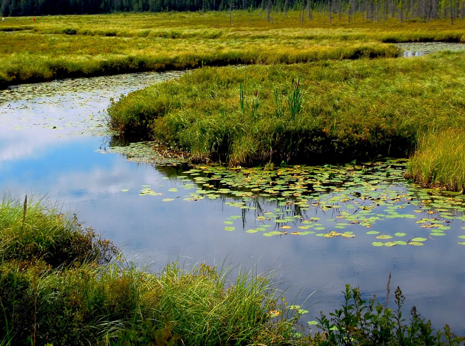 DÍA MUNDIAL DE LOS HUMEDALES: DESTACAN IMPORTANCIA DE ESTOS TESOROS NATURALES