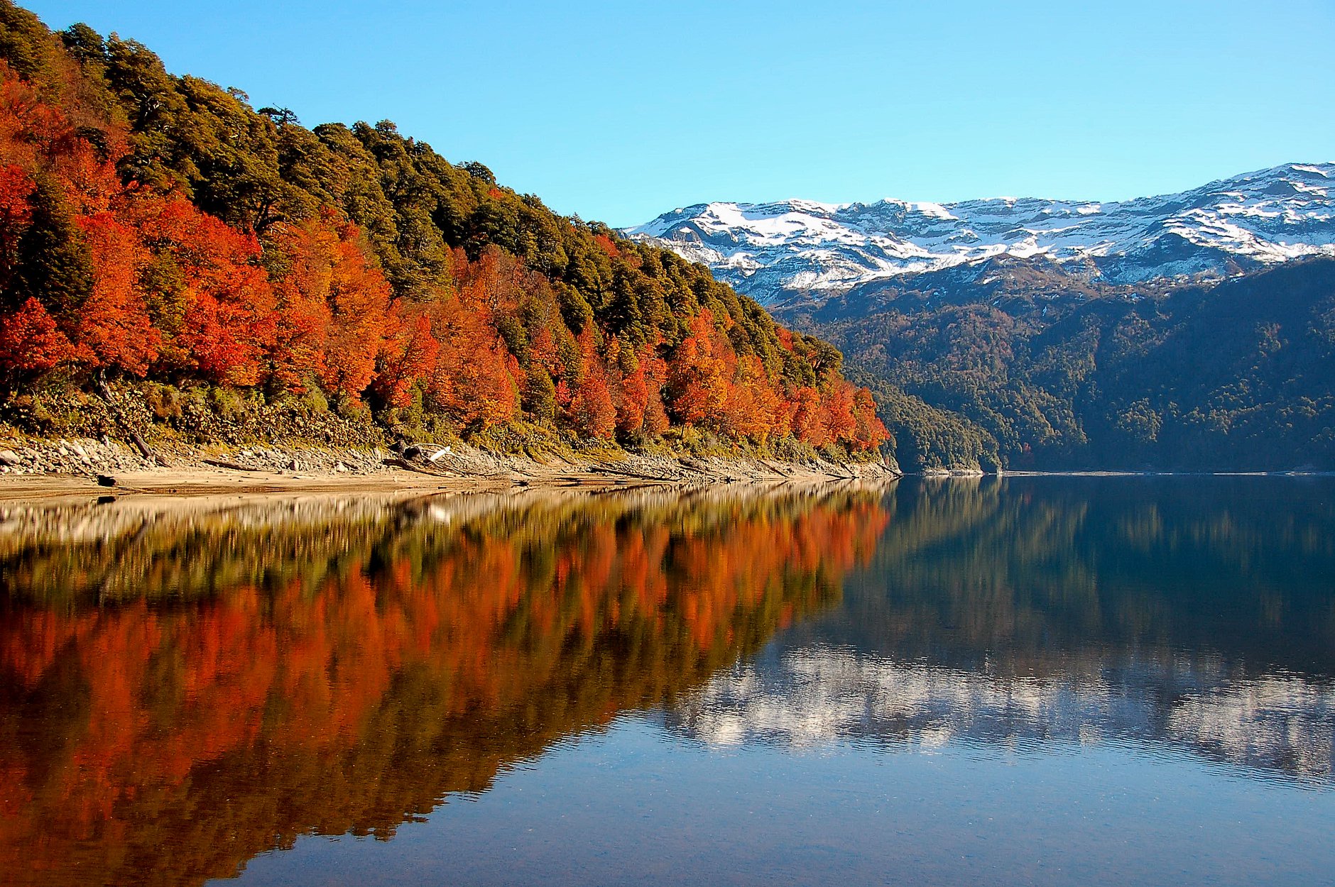 Día internacional de los bosques: celebrando la riqueza natural de La Araucanía