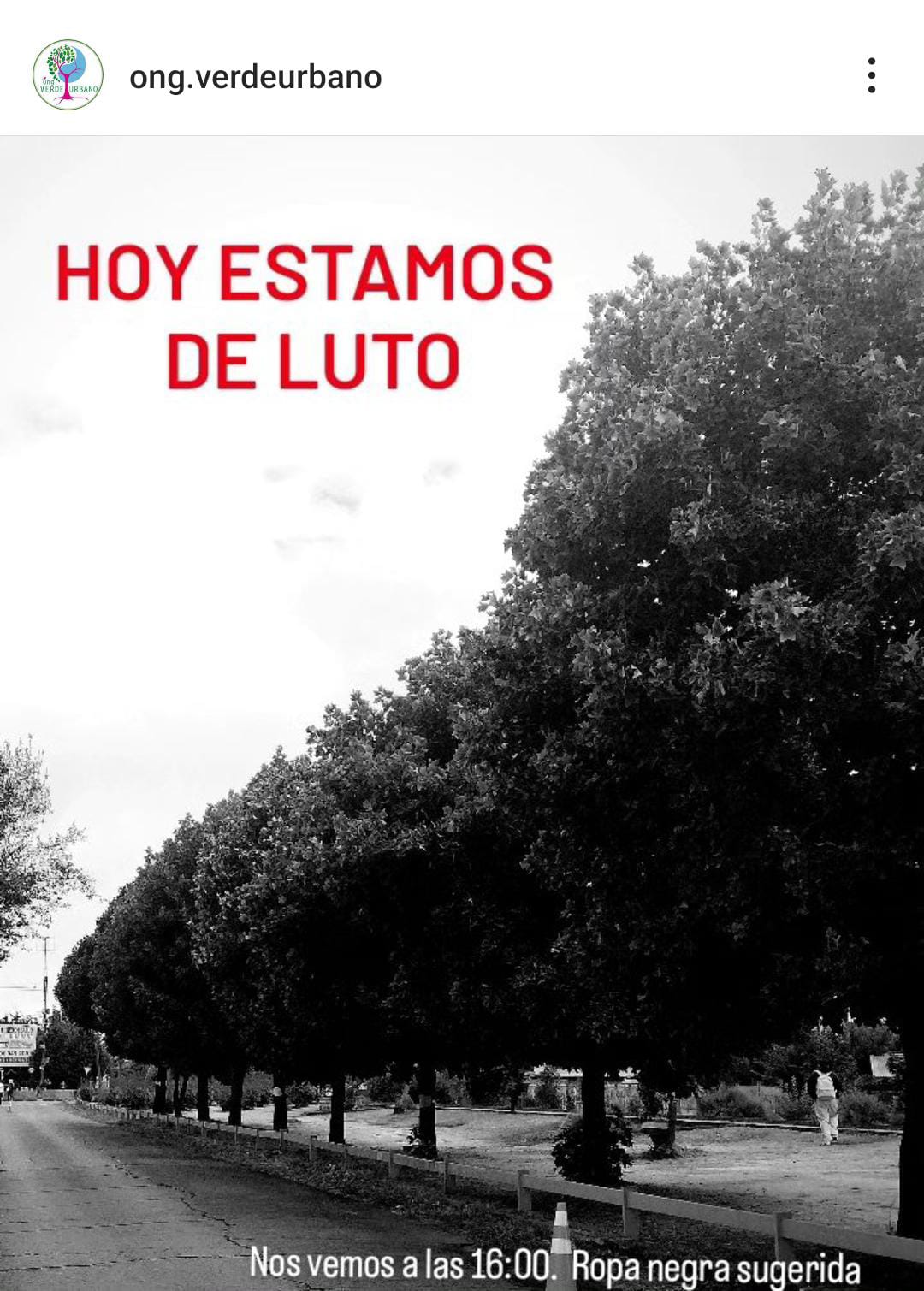 Corte de árboles en Temuco: Indignación ambientalista y plan de mitigación