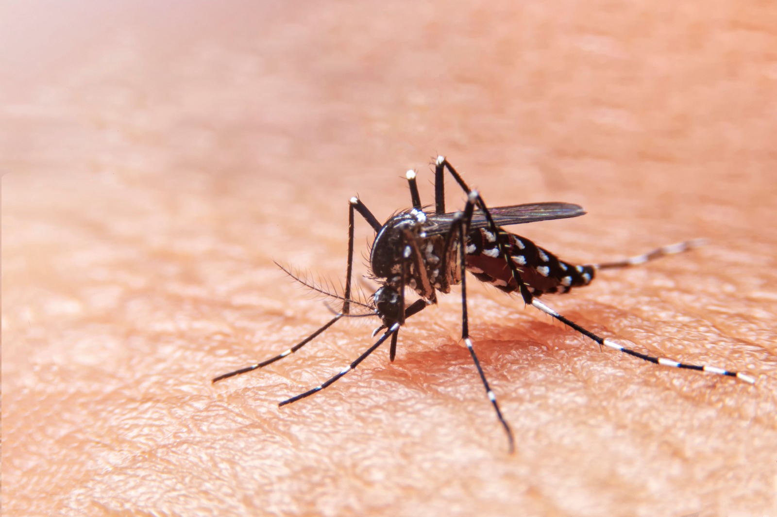 Cambio climático y dengue: ¿amenaza para Chile?
