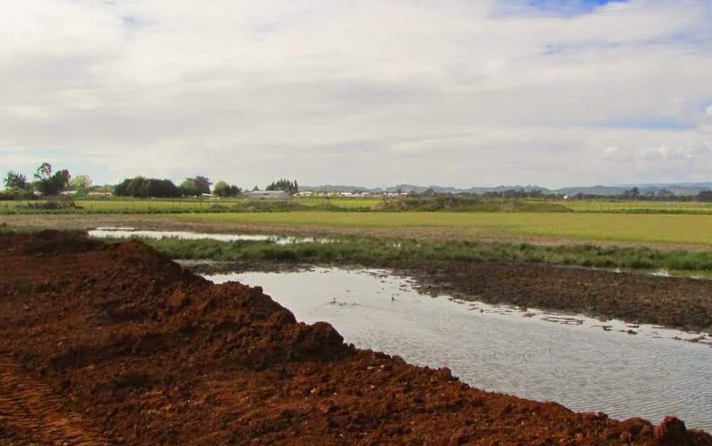 Tribunal Ambiental rechaza demanda por daño ambiental en área cercana al Humedal Budi Chico