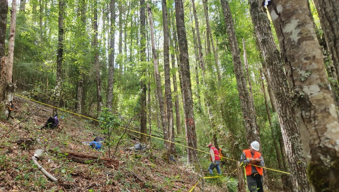 Académicos Desarrollan Sistemas Silviculturales Ecológicos para Mitigar el Cambio Climático
